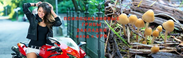 PSILOCYBIN Нефтегорск